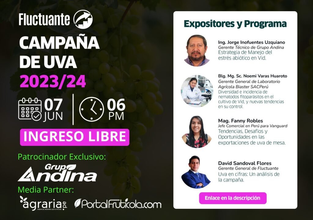 campana de uva de mesa peruana 2023 2024 fluctuante uvas peruanas al mundo provid