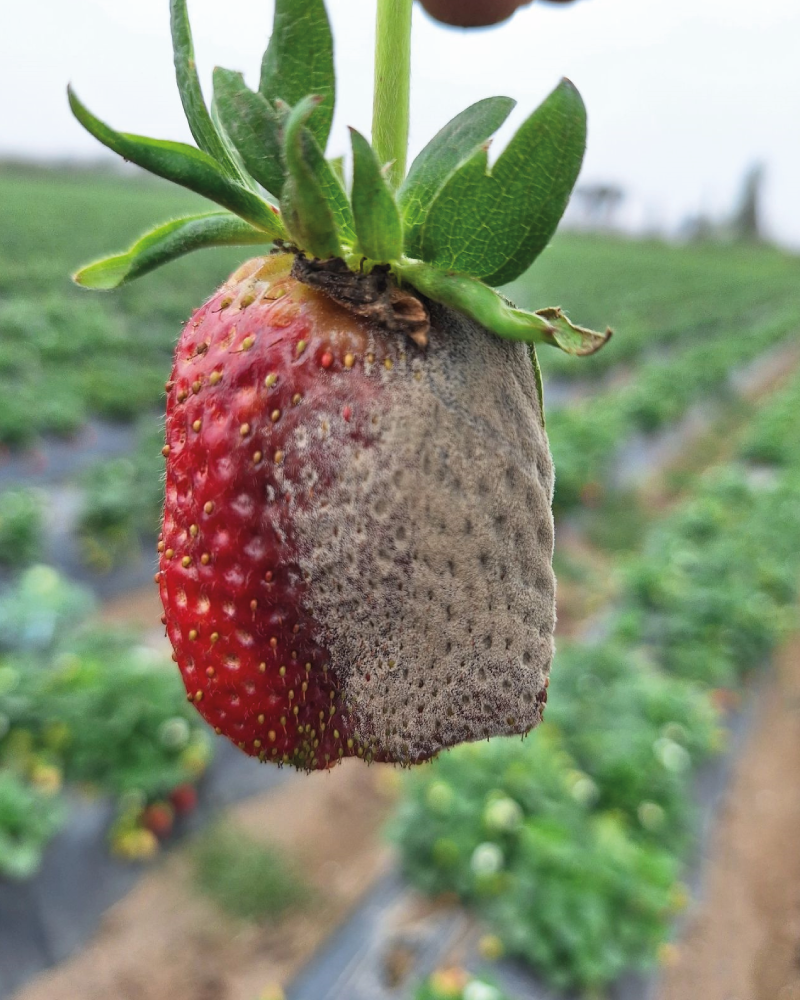 Botrytis-cinerea-El-Moho-Gris-que-afecta-la-Producción-de-Fresa
