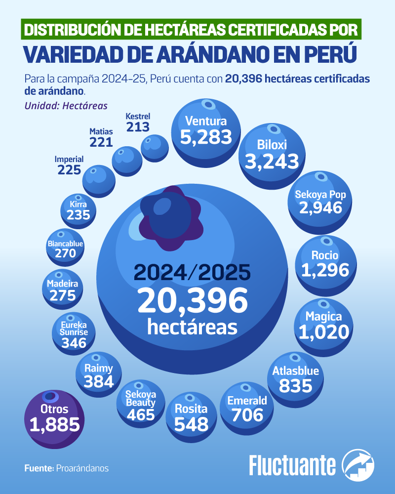 Variedades-de-arándanos