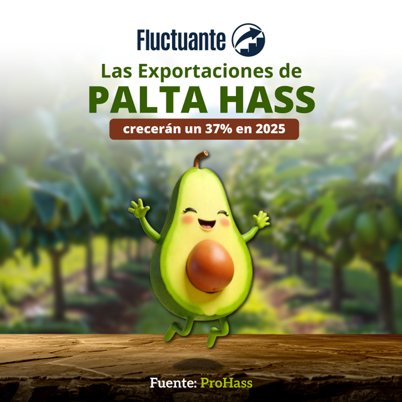 Las-exportaciones-de-palta-hass-crecerá