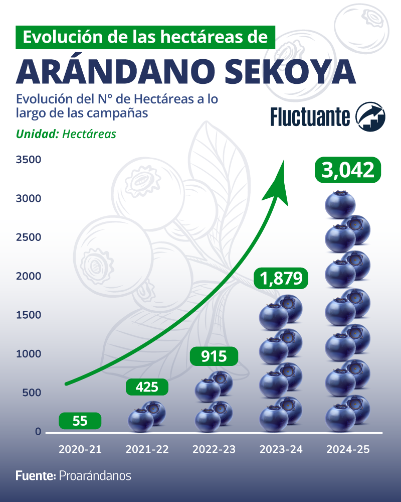 Hectáreas-de-Arándano-Sekoya
