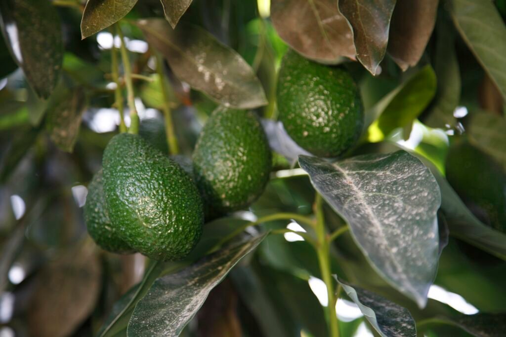 exportación-palta-hass-nueva-proyección