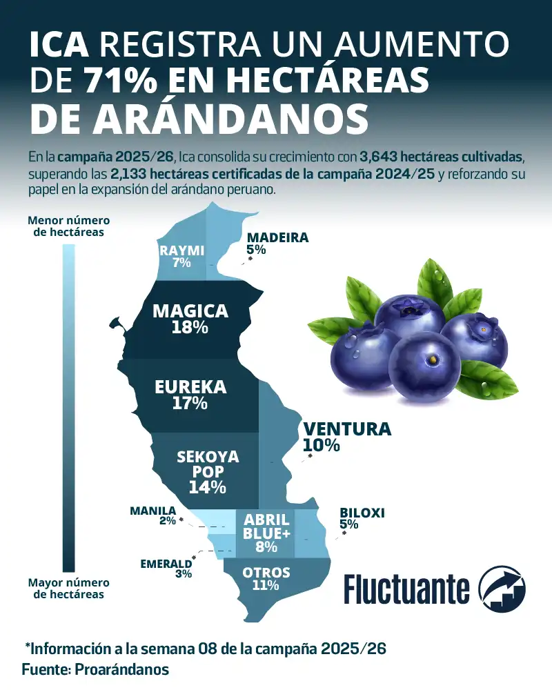 Ica-aumento-71%-ha-arándano