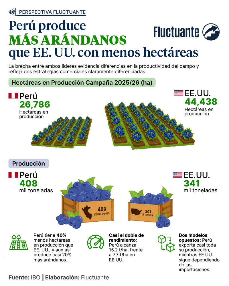 Perú-produce-más-arándanos-que-EEUU-con-menos-hectáreas