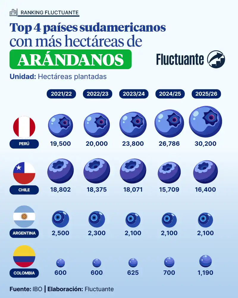 Top-4-Sudamericanos-con-más-hectáreas-de-arándanos